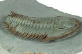 Lower Cambrian Trilobite (Longianda) - Issafen, Morocco #189928-3